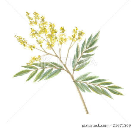 Mukuroji flowers 21671569
