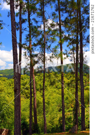 Croydon Plantation, Jamaica.. Croydon Plantation, Jamaica.. 21671762