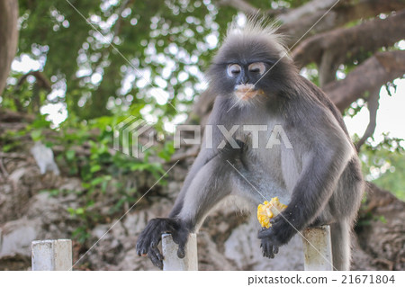 Langur eating the corn on pole 21671804