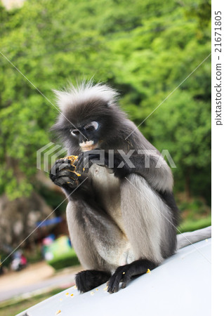 Langur eating the corn on roof car Langur eating the corn on roof car 21671805