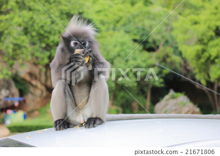 Langur eating the corn on roof white car 21671806