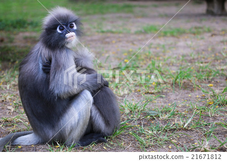 Lemurs sitting hugging on the ground Lemurs sitting hugging on the ground 21671812