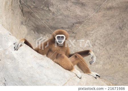 White hand gibbon sitting on the rock. White hand gibbon sitting on the rock. 21671986