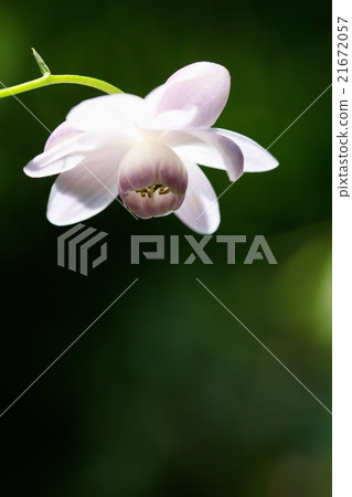 Extinct species Renge Shuma lotus roots Extinct species Renge Shuma lotus roots 21672057