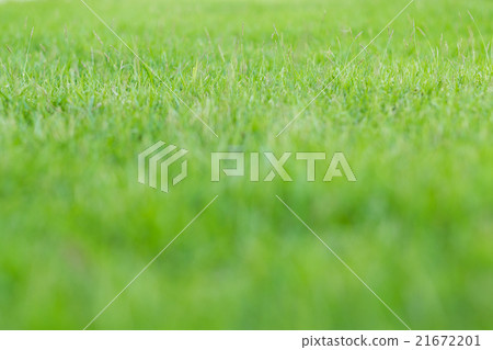 green grass in the garden(soft focus) 21672201
