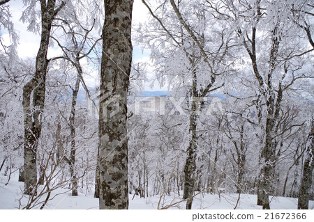 在Hibi山高麗山附近的山毛櫸森林雪覆蓋雪冰 21672366
