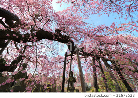 Fern Temple of Shichi-zakura - 2016 Spring Fern Temple of Shichi-zakura - 2016 Spring 21672528