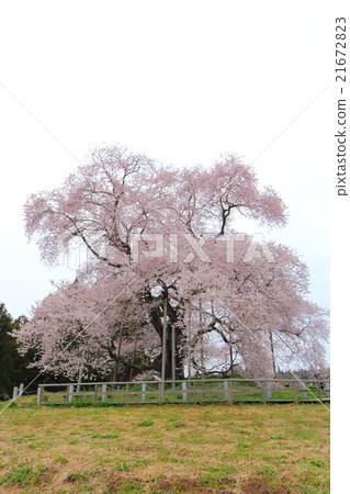 櫻花在Tozutsu~2016春天 櫻花在Tozutsu~2016春天 21672823