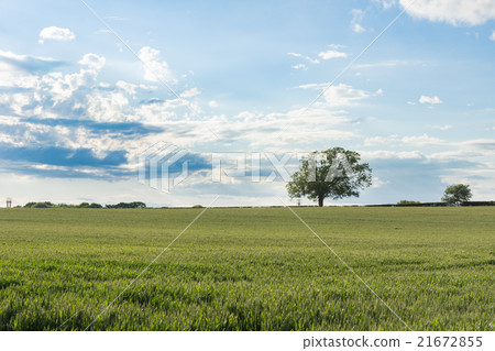 British countryside 21672855