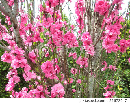 春天盛開。 春天盛開。 21672947