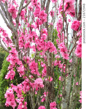 春天盛開。 春天盛開。 21672948