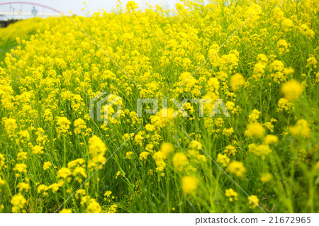 Rape blossoms 21672965
