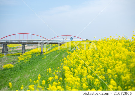 Rape blossoms Rape blossoms 21672966