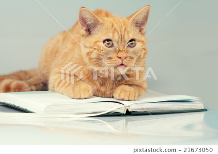Red cat with glasses lying on a book Red cat with glasses lying on a book 21673050
