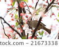 Sakura and sparrow 21673338