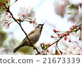 Sakura and sparrow 21673339