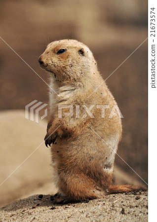 Prairie dog 21673574