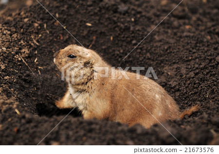 Prairie dog Prairie dog 21673576