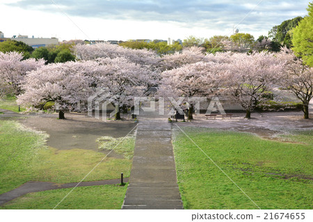 四季森林公園 21674655