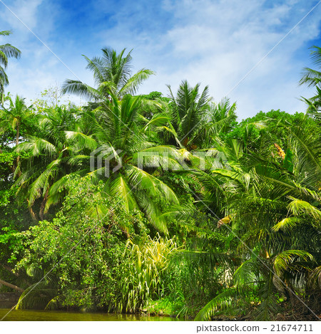 圖庫照片: tropical palm forest on the river bank