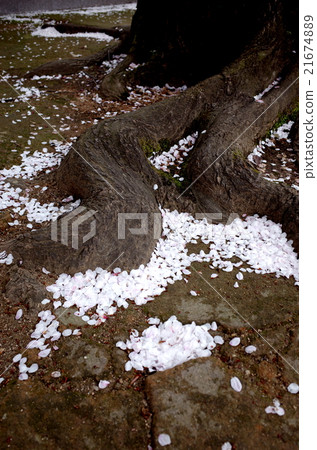 Vertical basket blown at the root of scattering cherry blossoms 21674889