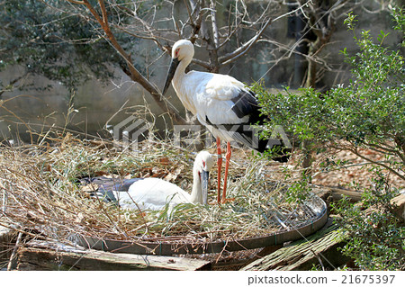 Stork of the stork 21675397