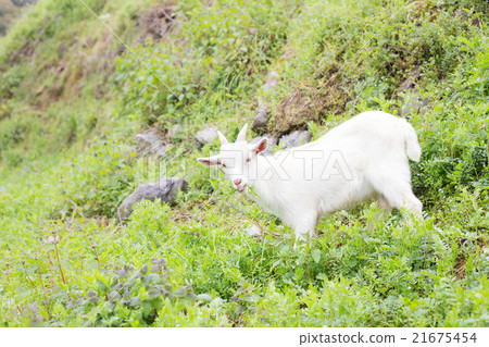 All-you-can-eat grass goat-chan 21675454