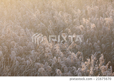 Winter in early winter Winter in early winter 21675670