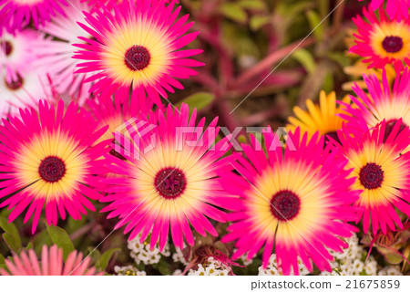 發光的花利文斯通·雛菊特寫鏡頭 21675859