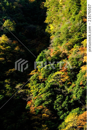 Autumn leaves of Mie Prefecture Kaoru Riki Autumn leaves of Mie Prefecture Kaoru Riki 21676087