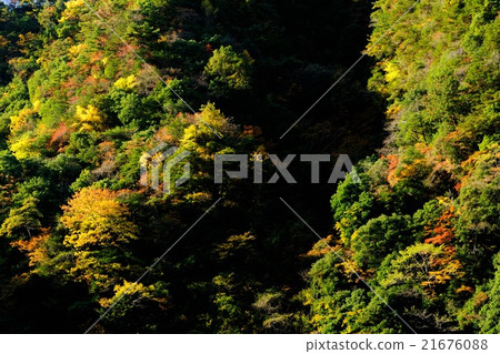 Autumn leaves of Mie Prefecture Kaoru Riki 21676088