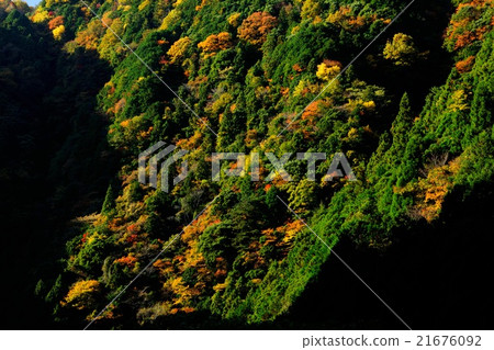 Autumn leaves of Mie Prefecture Kaoru Riki Autumn leaves of Mie Prefecture Kaoru Riki 21676092