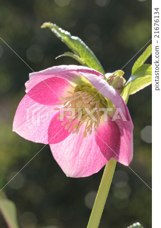 Christmas Rose (Ashide Plum Pink) 21676134