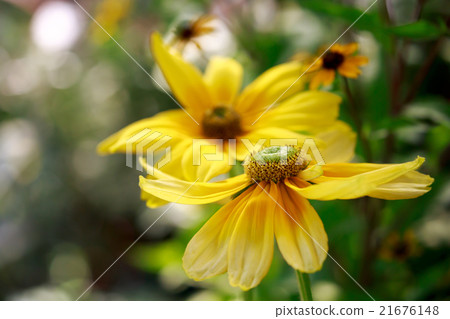 Ludovce Ludovce 21676148