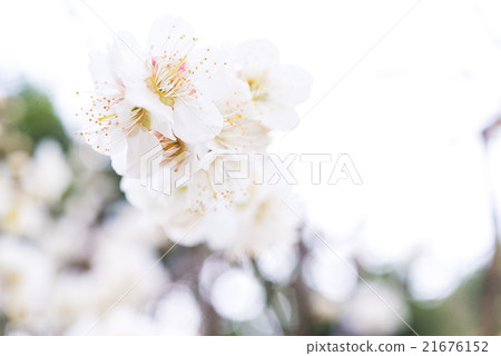櫻花天空回來了 櫻花天空回來了 21676152