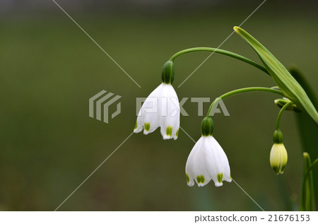 雪花（Suzuran Narcissus） 21676153