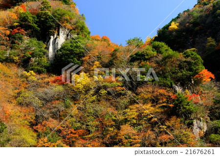 三重縣Kaoru Riki的秋葉 21676261