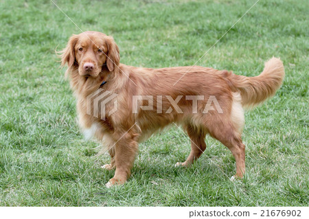 Typical Nova Scotia Retriever on a green grass Typical Nova Scotia Retriever on a green grass 21676902