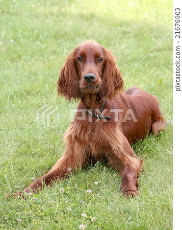 Typical Irish Red Setter on a green grass lawn Typical Irish Red Setter on a green grass lawn 21676903