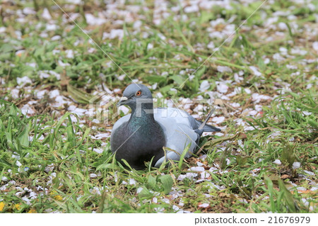 Pigeon's cherry-blossom view Pigeon's cherry-blossom view 21676979