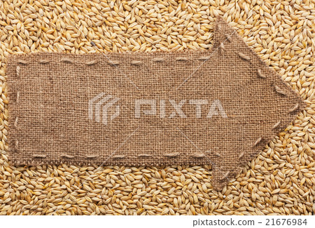 Pointer of burlap, lying on a barley Pointer of burlap, lying on a barley 21676984