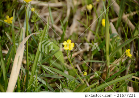 Small Saki Hikinokasa's Flower 21677221