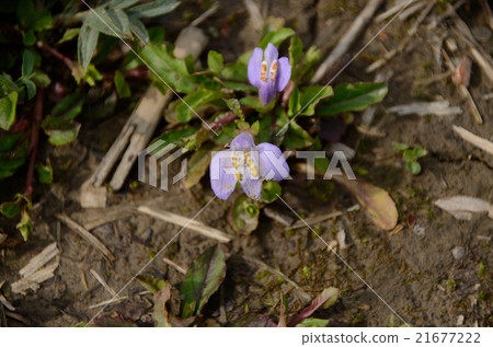 Low blooming mussels, purple snakes 21677222