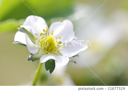 Strawberry flowers Strawberry flowers 21677329