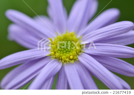 Lovely purple flower closeup 21677419