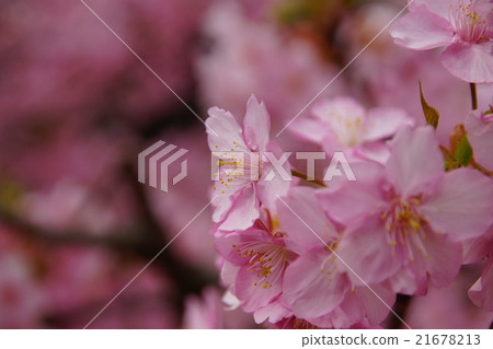 spring! Kawazu cherry tree spring! Kawazu cherry tree 21678213