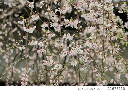 The drooping cherry tree of the Imperial Palace The drooping cherry tree of the Imperial Palace 21678230