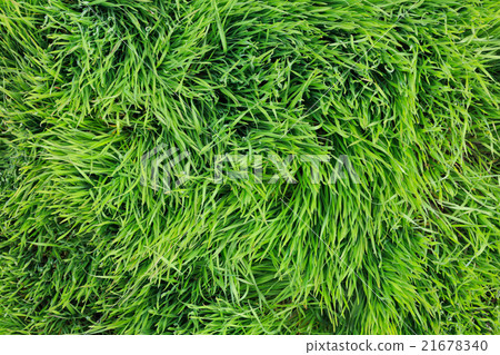 圖庫照片: large leaves of green grass top view