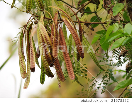 green brown dried seeds of lead tree tropical THAI 21678352