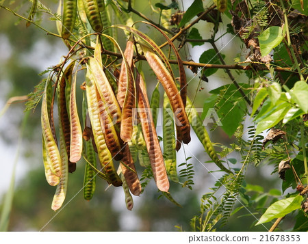 green brown dried seeds of lead tree tropical THAI 21678353